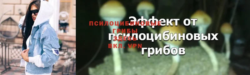 Псилоцибиновые грибы Psilocybe  как найти закладки  Белорецк 